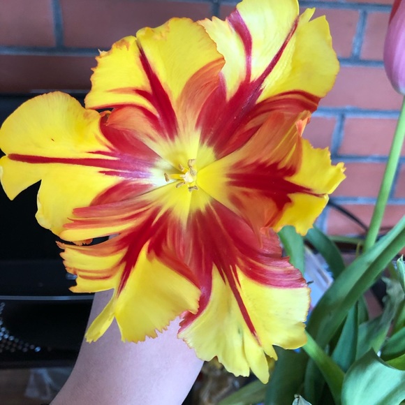 Meet the Posher Other - Meet your Posher, Ann